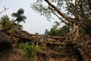 Lebende Brücke der Khasi People, Indien, 2019