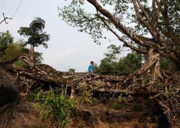 Lebende Brücke der Khasi People, Indien